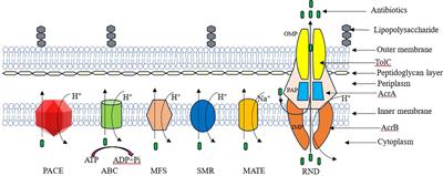 Defense mechanisms of Salmonella against antibiotics: a review